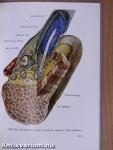 Functionalis anatomia 1.