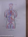 Functionalis anatomia