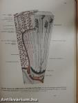 Lehrbuch und Atlas der Anatomie des Menschen II.