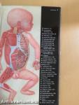 The Infant in Anatomical Transparencies