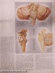 The CIBA Collection of Medical Illustrations I.