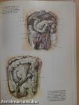 A csodálatos emberi test