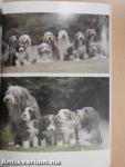 A bobtail és a bearded collie