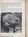 A nutria tenyésztése