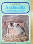 A csincsilla tenyésztése