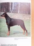 A dobermann