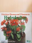 Prächtige Blumen und Pflanzen in Hydrokultur