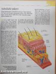 A csodálatos emberi test