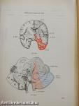 A klinikai neurologia alapjai