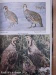 Partridges