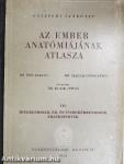 Az ember anatómiájának atlasza III. (töredék)