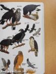 Field Guide to the Birds of North America