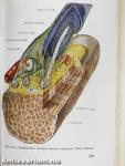 Functionalis anatomia 1.