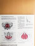 Szülészet-nőgyógyászat 1-3.