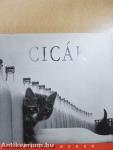 Cicák - képkavalkád