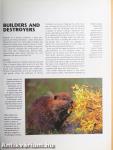 Beavers & Other Rodents