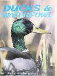 Ducks & Waterfowl