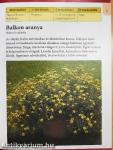 Balkonládák egynyári virágai