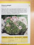 Sziklakertbe való évelő virágok