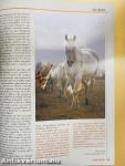 Nemzetközi Lovas Magazin 2004. január-december