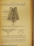 Rauber's Lehrbuch der Anatomie des Menschen Abteilung 5. (töredék)