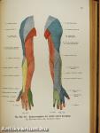 Rauber's Lehrbuch der Anatomie des Menschen Abteilung 5. (töredék)