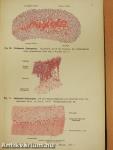 Rauber's Lehrbuch der Anatomie des Menschen 2. (töredék)