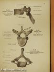 Rauber's Lehrbuch der Anatomie des Menschen 2. (töredék)