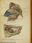 Rauber's Lehrbuch der Anatomie des Menschen 2. (töredék)