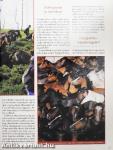 Nemzetközi Lovas Magazin 2000. (nem teljes évfolyam)