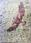 Audubon July 1977