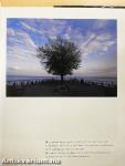 Balaton