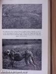 Hunting in the Wilderness