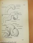 Functionalis anatomia 3.