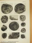Westphalian D Megaspores from the Forest of Dean Coalfield, England