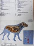 An Anatomy of the Dog