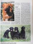 Nemzetközi Kutya Magazin 1998. szeptember