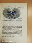 Functionalis anatomia 3.