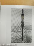 Giacometti