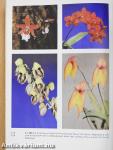 Orchideák és broméliák (aláírt példány)
