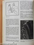 Orchideák és broméliák (aláírt példány)
