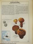 Das grosse Pilzbuch