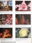 Reef Corals of the World
