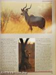 Africa - Environment & Wildlife March/April 1995