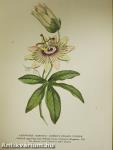British Botanists