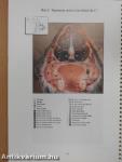 Cross-Sectional CT and MR Anatomy Atlas of Red Deer - Lemezzel