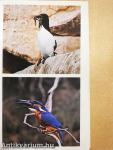 Simon & Schuster's Guide to Birds of the World