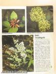 Kertbarát Magazin 1984. nyár