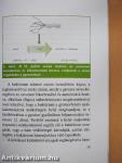A fekélybetegség és a Helicobacter pylori-fertőzöttség
