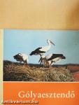 Gólyaesztendő
